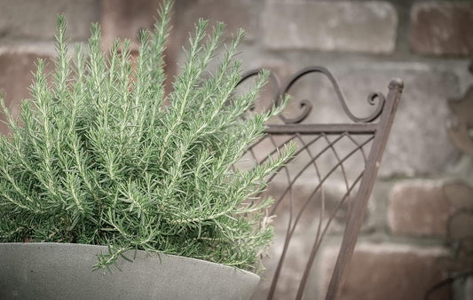 Greenwood Nursery: Live Perennial Plants - Creeping Rosemary + Rosmarinus Officinalis Prostratus - [Qty: 1x 3.5 Pot] - (Click for Other Available Plants/Quantities)