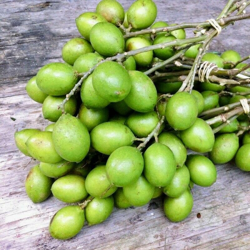 Spanish Lime (Melicoccus bijugatu) Tropical Fruit Tree 12"