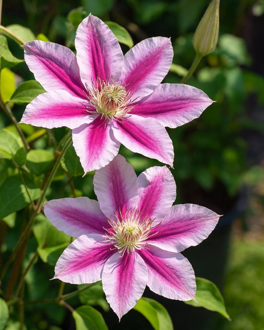 Perennial Farm Clematis 'Dr. Ruppel' Hybrid – Live Flowering Vine in 4 Quart Container, Large Rose-Pink Blooms with Deep Pink Stripes, Long Blooming, Ideal for Trellises, Arbors & Garden Fences