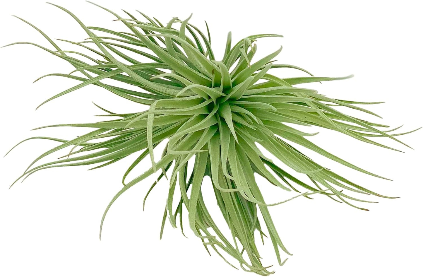 Air Plants - Flowering Tillandsia Rose BAER, Large 5" - 3ct - Live Arrival Guaranteed - House Plants for Home Decor & Gift
