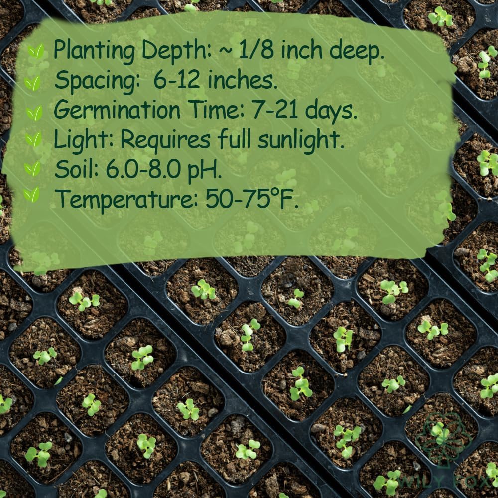 Premium Taraxacum Dandelion Seeds - 5000 Non-GMO Heirloom Purple-Stem Dandelion Seeds for Planting, Herbal Tea & Pollinators –Most Medicinal Variety (Taraxacum)