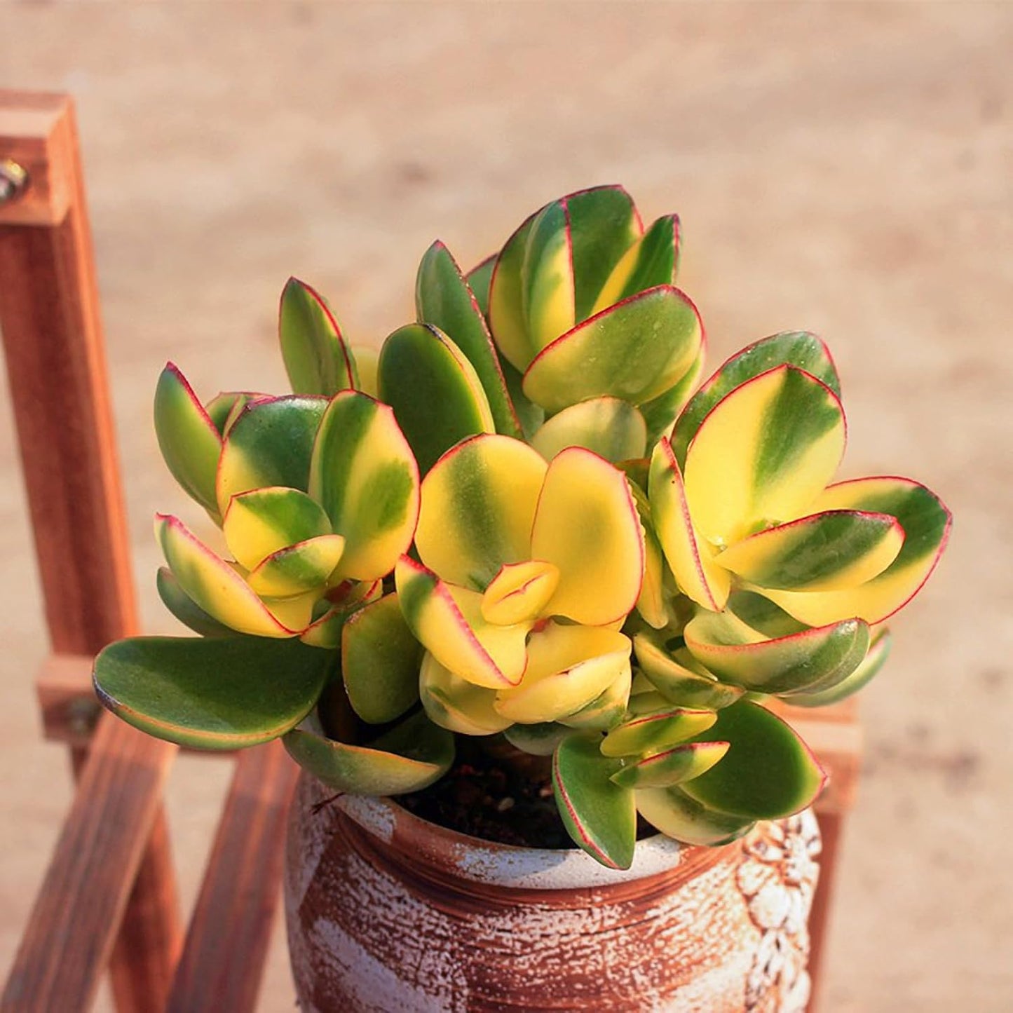 Sprout N Green Golden Jade - Crassula Ovata 'Hummel Sunset', Rare Cute Succulent Plant Fully Rooted in 4" Pot