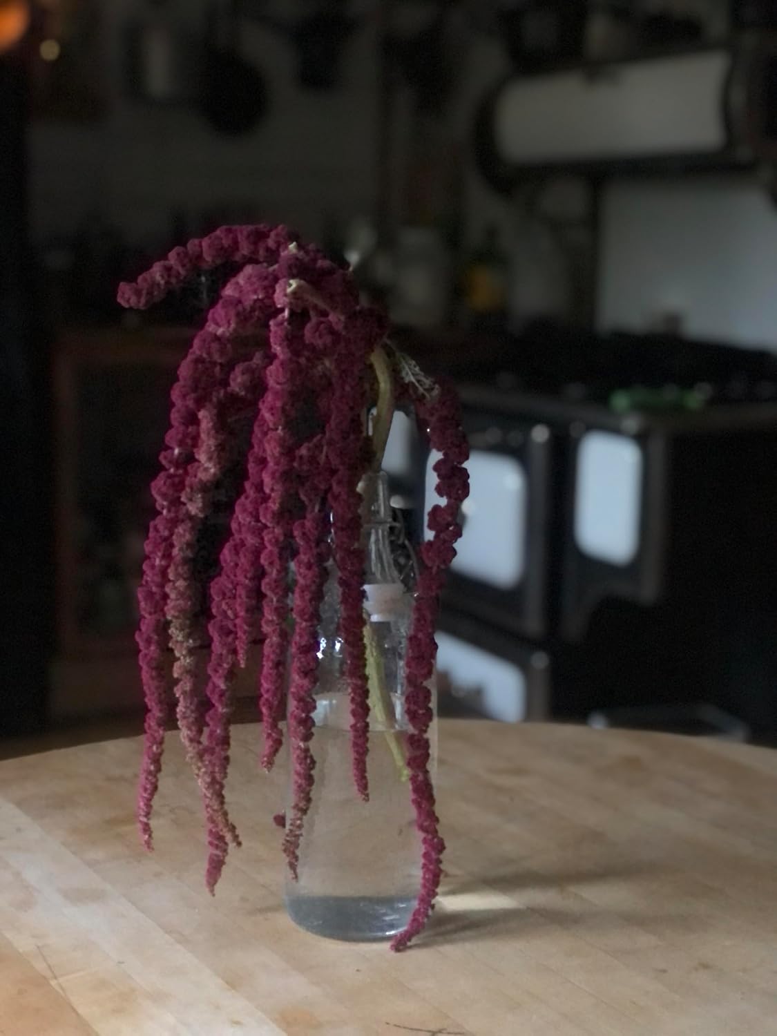 Organic Love Lies Bleeding Seeds (Amaranthus caudatus) 500 Seeds (0.5 Grams) - Foxtail Amaranth, Love-Lies Bleeding, Tassel Flowe, Velvet Flower, Gorgeous Unique Cut Flower by Smoke Camp Crafts