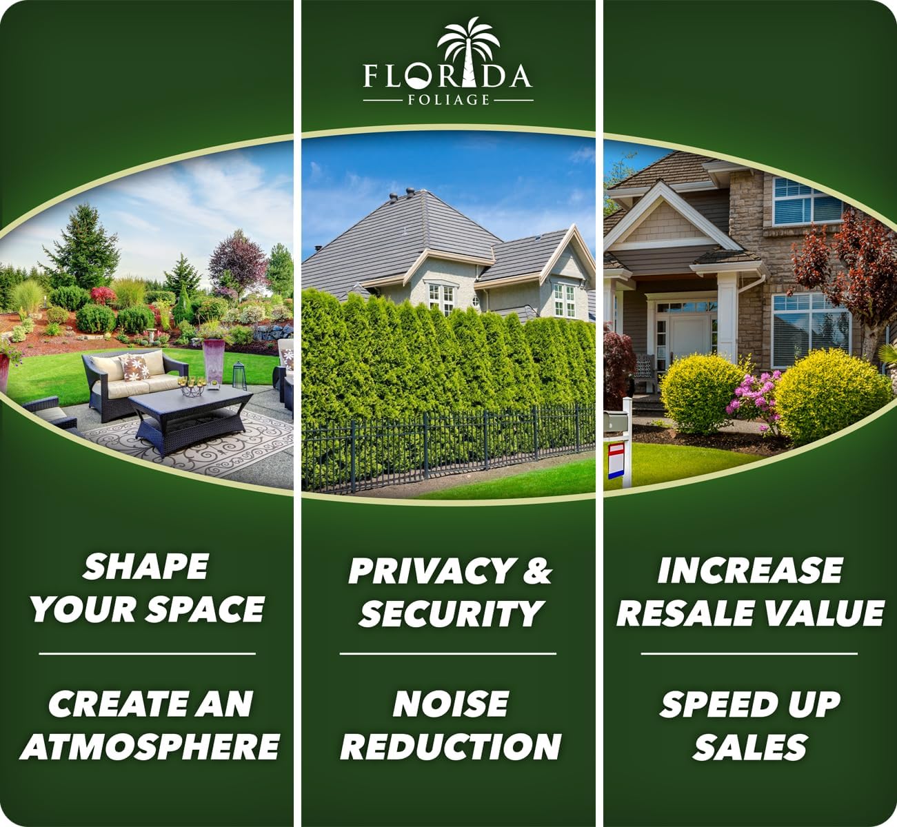 Salvia Mexican Sage Plants | 10 Live Seedlings | Salvia leucantha | Velvety Purple Flower Spikes | Drought Tolerant Landscape Perennial