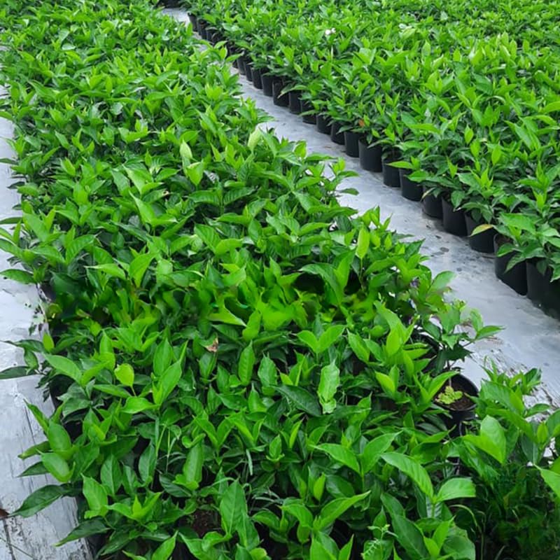 2 Duke of Tuscany Jasmine Plants Live, Climbing Jasmine Indoor Outdoor Live, Fragrant, 5-9" in Tall, No Pot, Hardy and Fast-Growing