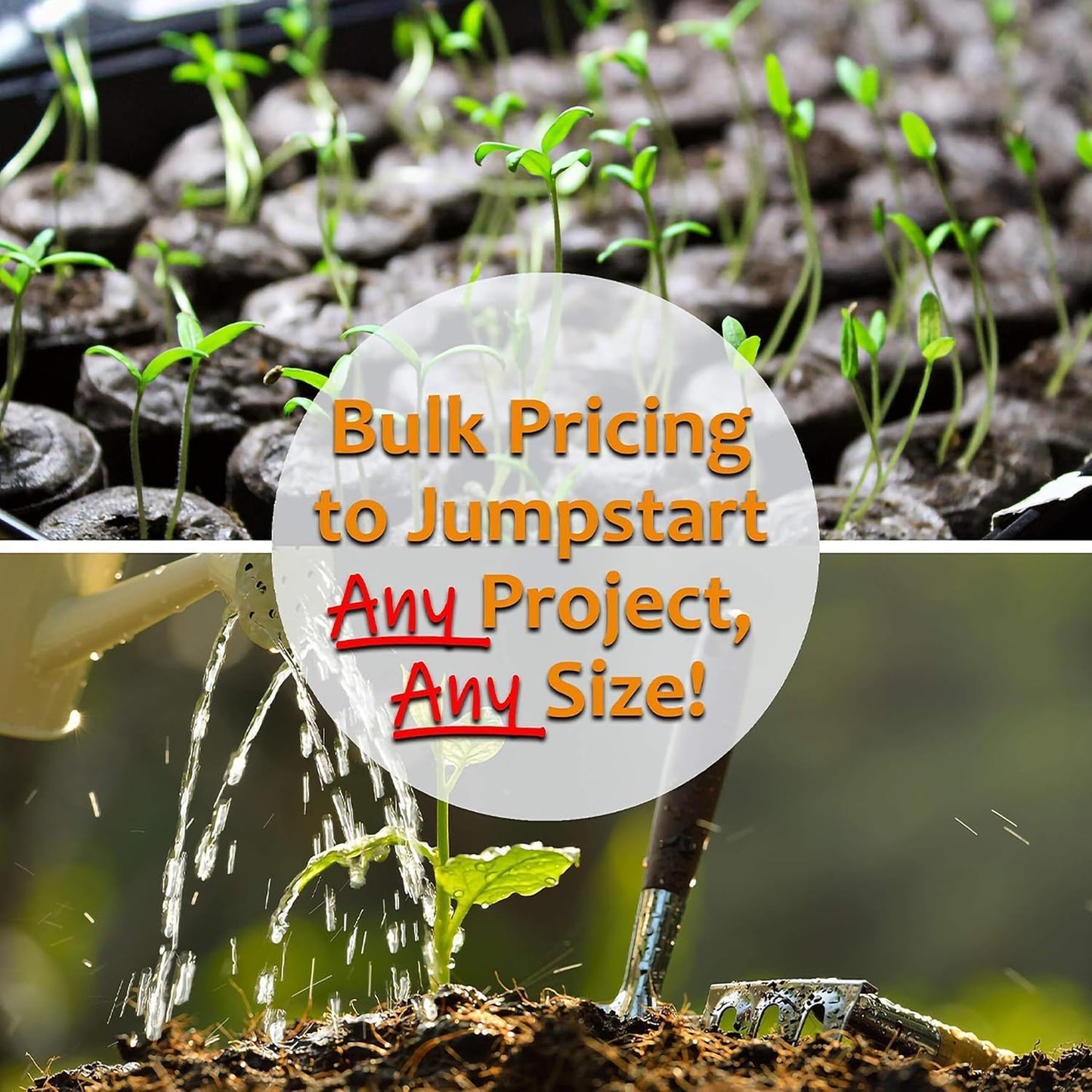 Thai Ornamental Hot Pepper 1 Lb ~195,000 Seeds – Non-GMO, Heirloom, Open-Pollinated – 50K–100K SHU – Compact, Upright Plants – Edible & Decorative – Heat-Tolerant