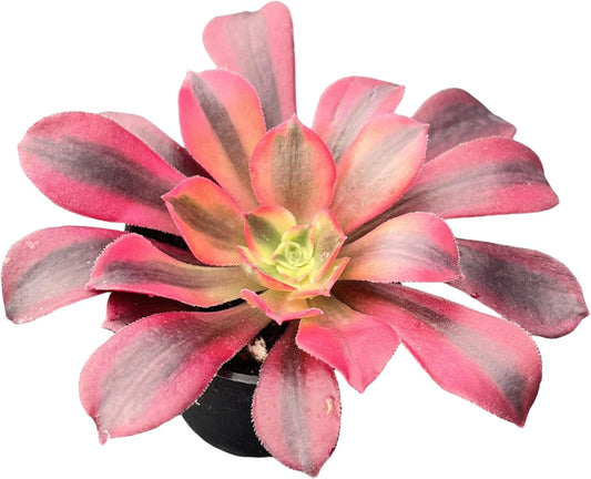 Sprout N Green Aeonium 'Meidusha', Live Rare Succulent Potted 2" Planter, Real House Plant for Party Favors Home Indoor Outdoor Garden Wedding Decoration DIY Projects