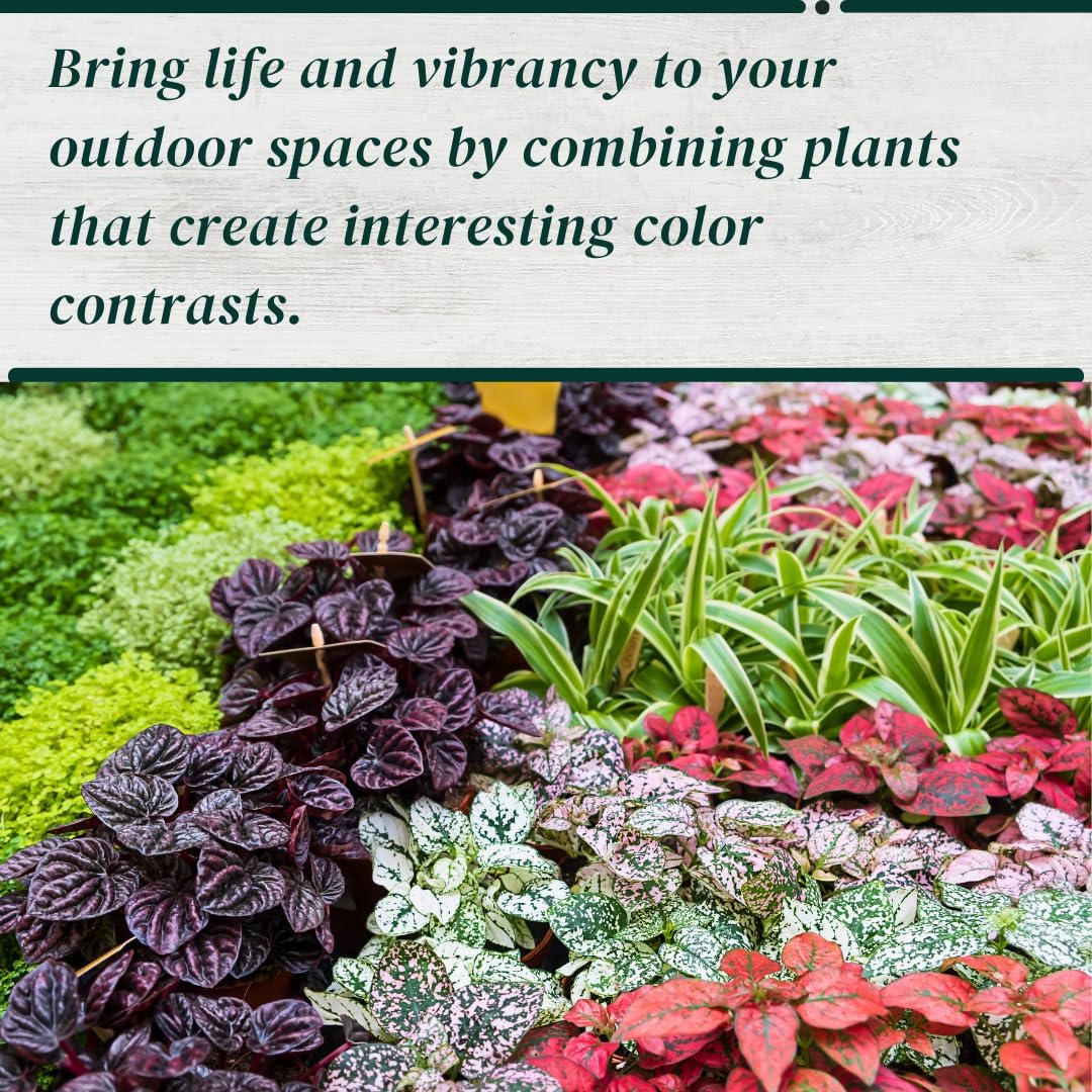 Polka Dot Plant (4-Pack) - Live Houseplants, Small Indoor Plants, Hypoestes Rose - Colorful, Air-Purifying House Plants