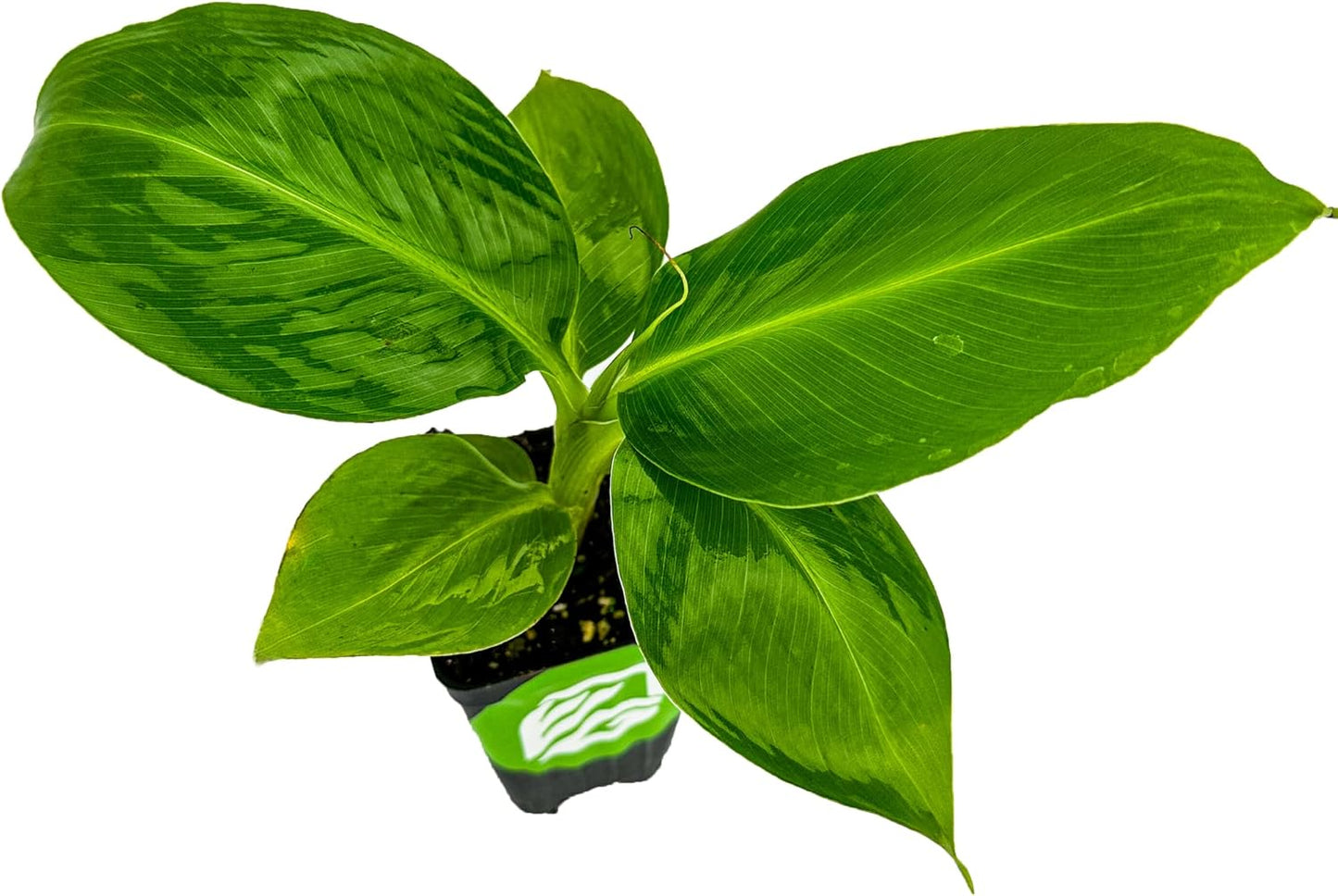 Truly Tiny Banana Live Plant - Musa 'Truly Tiny' by Wellspring Gardens - Petite Beauty, Edible Bananas, Red Variegation, Outdoor Banana Tree, Homegrown Edible Bananas - Starter Plant