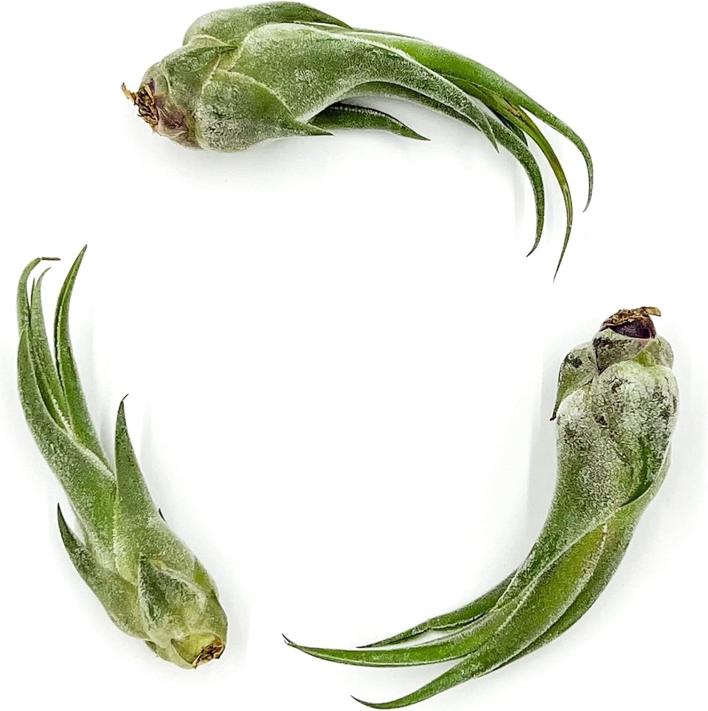 Air Plants - Tillandsia Seleriana, Large 4-6" - 1ct - Live Arrival Guaranteed - House Plants for Home Decor & Gift