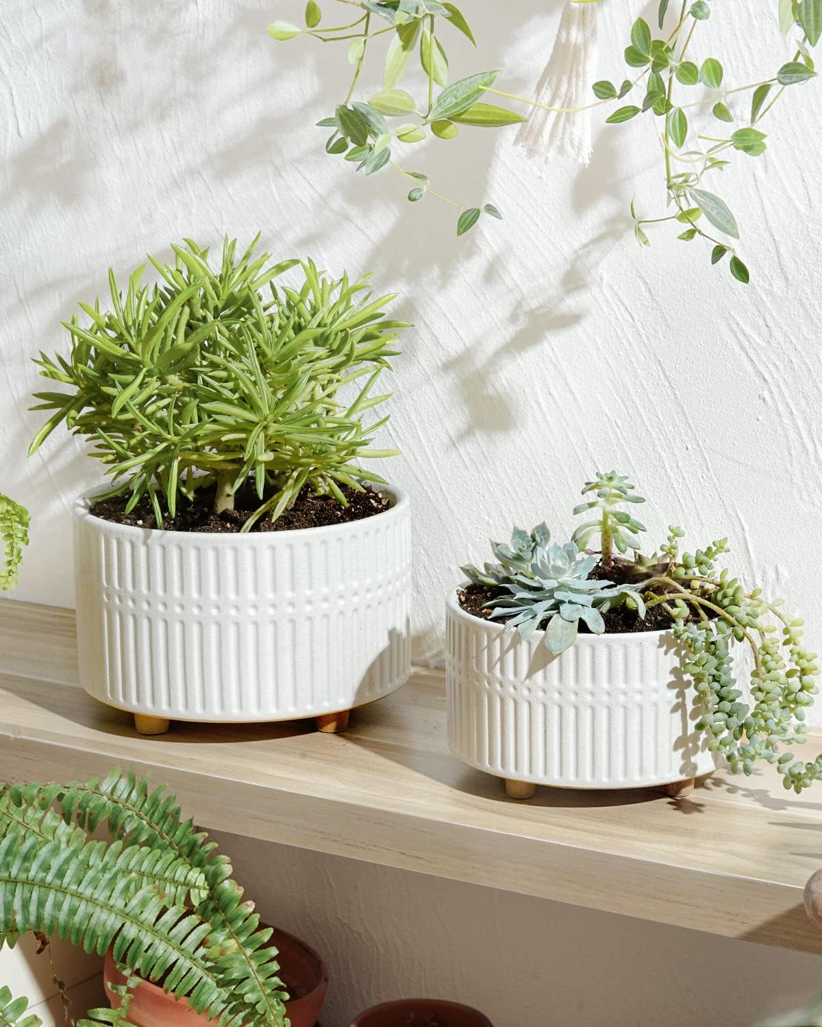LE TAUCI Succulent Pots, 6.5+8 Inch Ceramic Indoor Plant Pot with Drainage Hole, Shallow Round Succulent Planters, Set of 2, Matte White