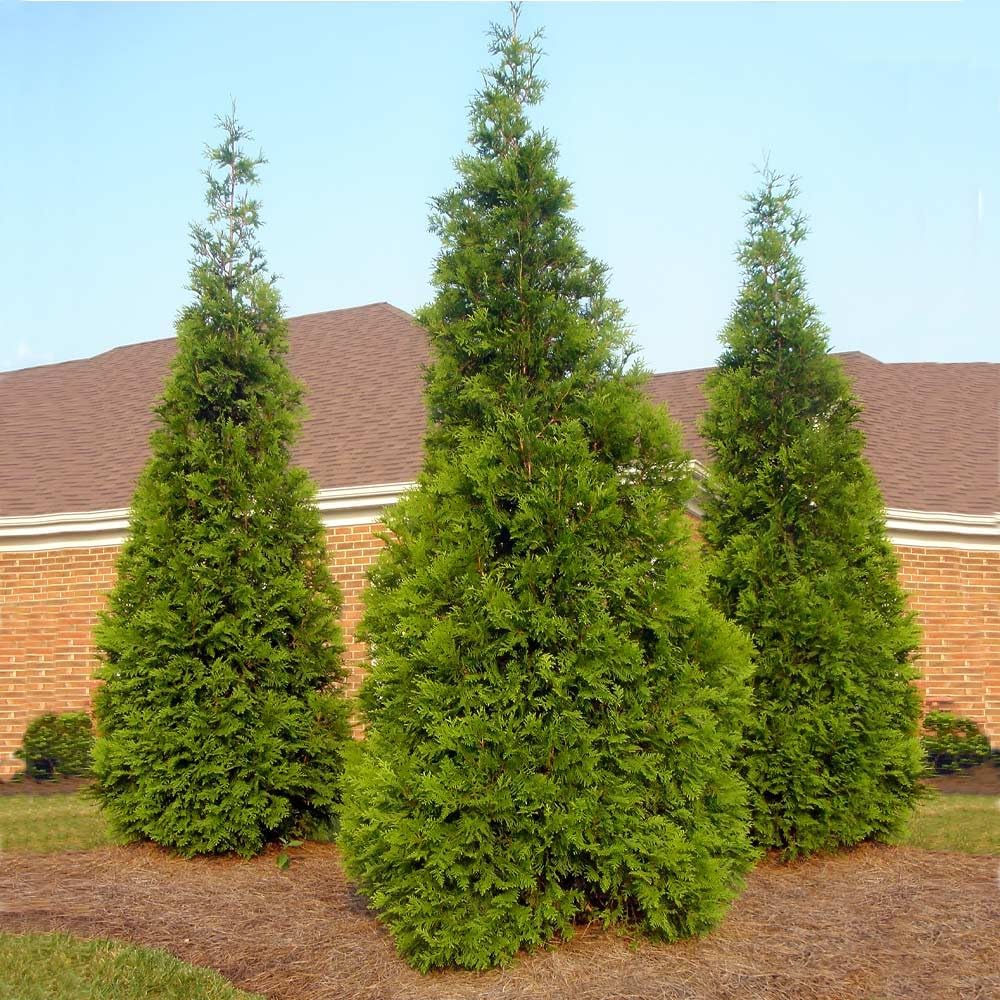 Brighter Blooms - Thuja Green Giant, 2-3 Feet - Live Plant - No Shipping to AK, AZ, HI, OR