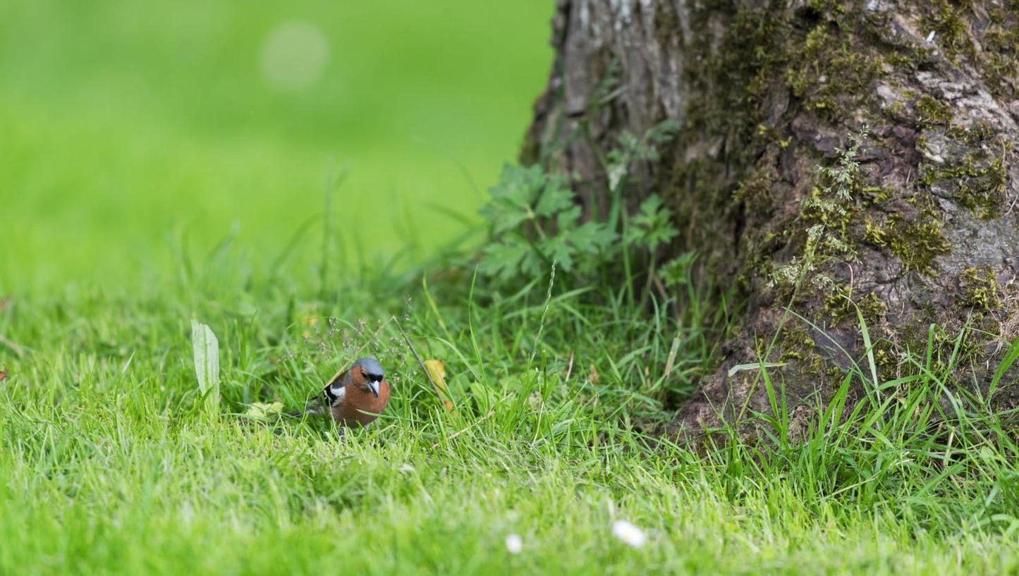 Brownie Brand Majestic Hulled Bermudagrass Seed | Premium Turf Grass for Dense, Drought-Resistant Lawns | Fast-Growing, Heat-Tolerant, Certified Seed for High-Traffic Areas. (10 Pound)