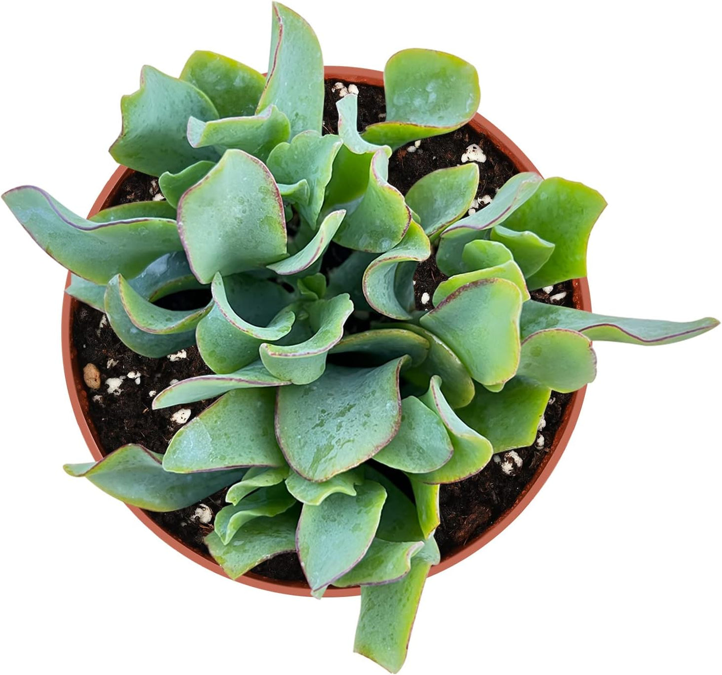 Sprout N Green Ripple Jade - Crassula Arborescens Undulatifolia, Rare Cute Succulent Plant Fully Rooted in 4" Pot