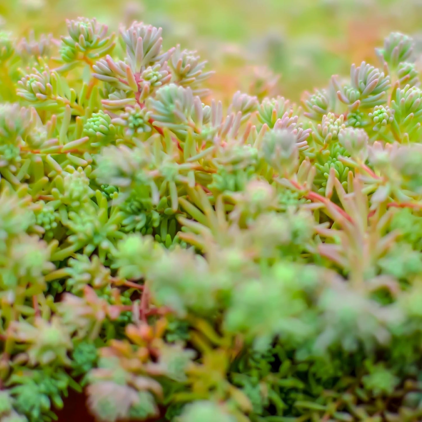 Sedum Tile, Live Sedum Succulent Planter, Stonecrop Plant Sedum Mat, Preplanted Succulent Sedum Carpet, Live Flowering Plants Sedum Planter, Sedum Plant Succulents Live Plant Wall by Plants for Pets