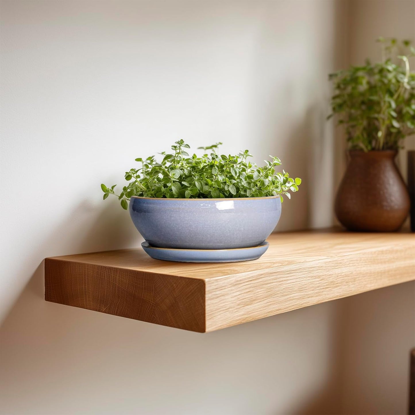 SQOWL Bonsai Tree Pots Small - 6 Inch Ceramic Succulent Planters with Drainage Hole and Saucer, Shallow Pot for Indoor Outdoor, Round Cactus Planters, Living Room Decor, Gifts for Plant Lover, Blue