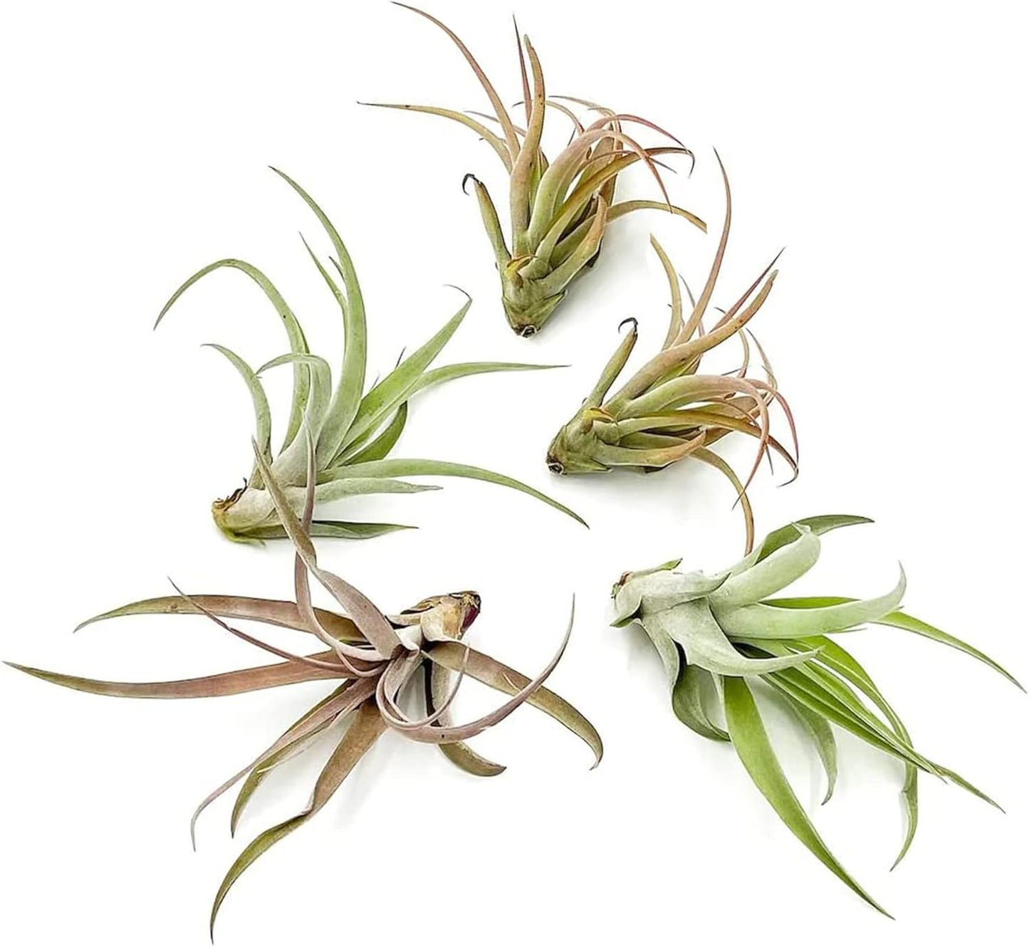 Air Plants - Tillandsia Capitata (Peach), Large 5-7” - 5 ct - Live Arrival Guaranteed - House Plants for Home Decor & Gift