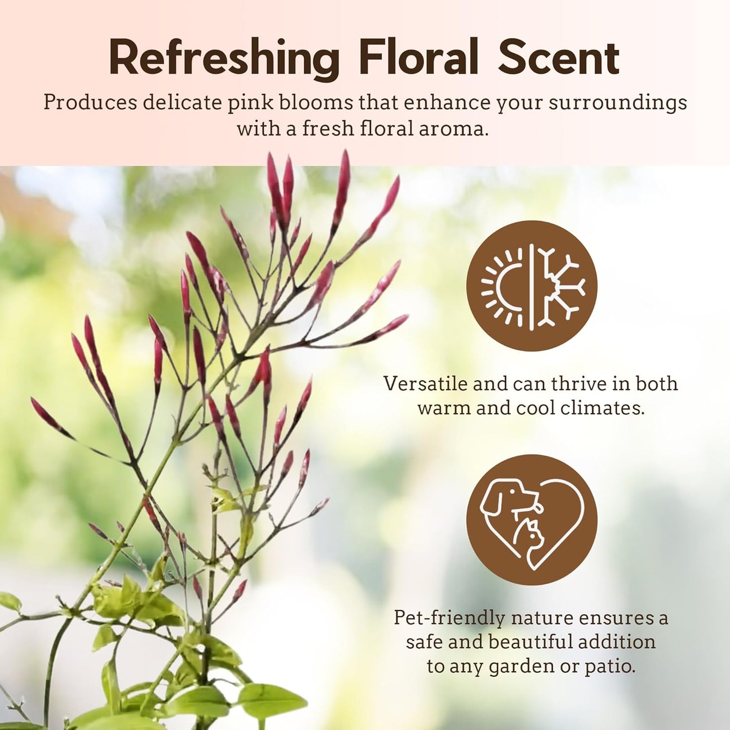 Generic Mini Pink Jasmine Vine, Fragrant and Live Houseplant, 2 Inch Pot, Jasminum Polyanthum (1) Just pruned