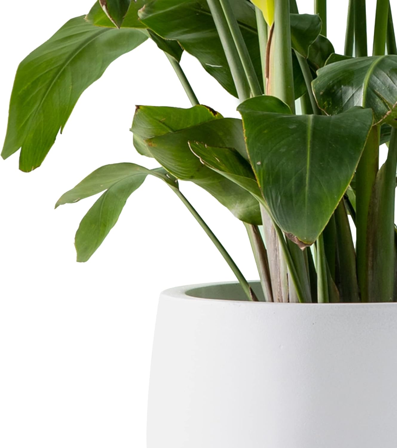 Kante 19.6" Dia Round Concrete Planter, Outdoor Indoor Garden Plant Pots with Drainage Hole and Rubber Plug, Modern Curvaceous Design, Pure White