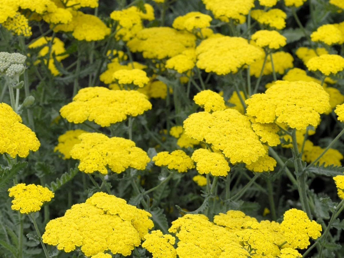 Greenwood Nursery: Live Perennial Plants - Achillea 'Moonshine' Yarrow - [Qty: 3X Pint Pots] - (Click for Other Available Plants/Quantities)