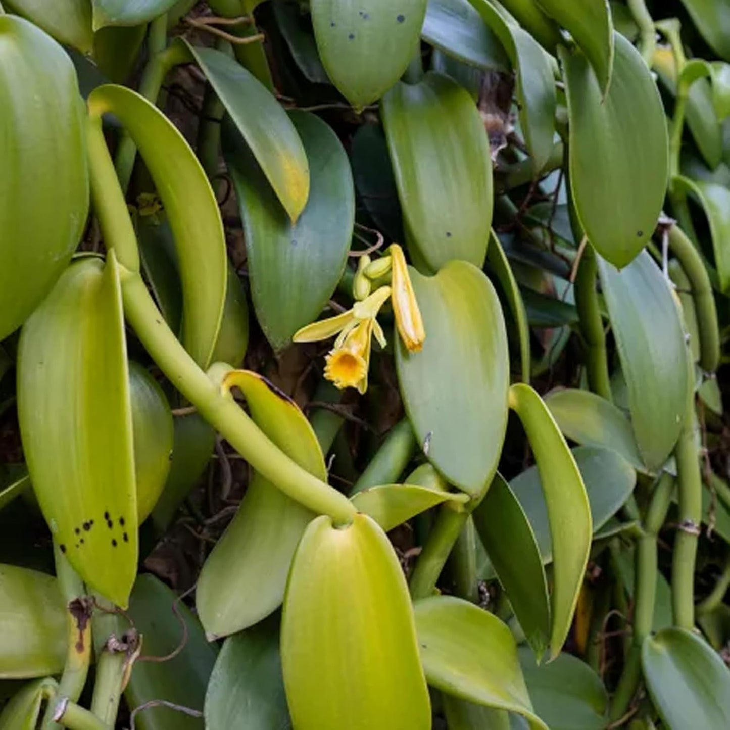 Vanilla Bean Plant - 4 Live Starter Plants - Vanilla Planifolia - Exotic Vining Orchid for Home and Tropical Garden