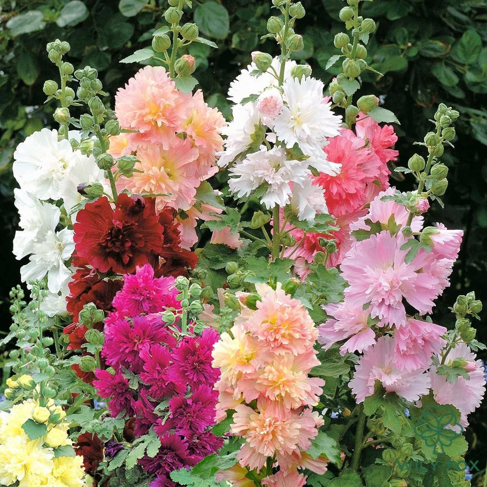Premium Rare Hollyhock Seeds – 400+ Queeny Dwarf Hollyhock Flower Seeds – Non-GMO, Heirloom Perennial – Showy Blooms for Outdoor Planting (Queeny Hollyhock)