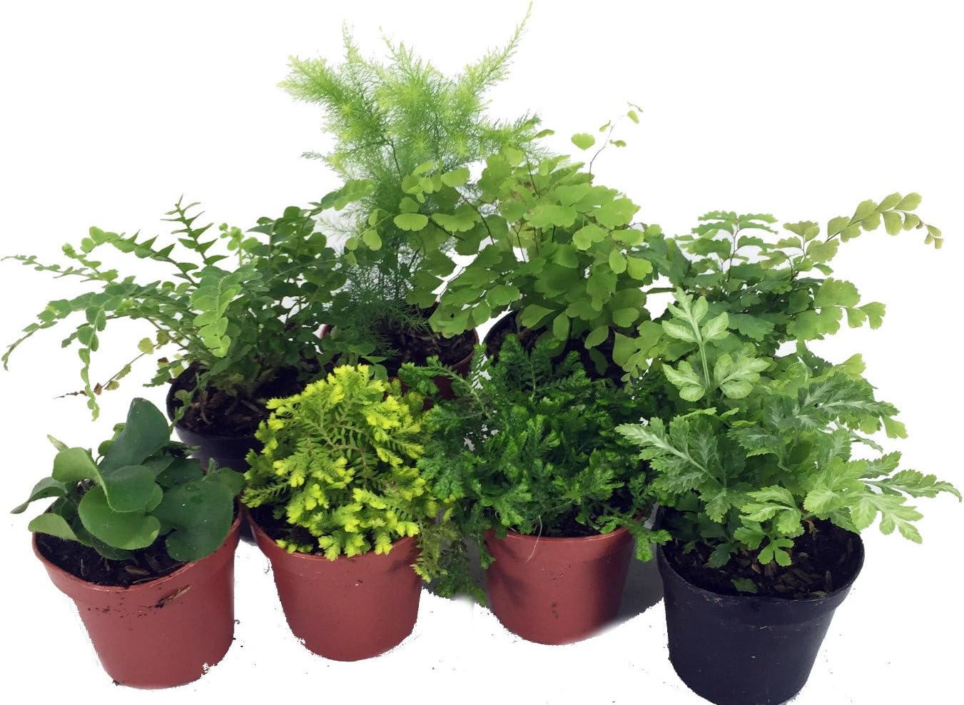 Mini Ferns for Terrariums/Fairy Garden - 8 Different Plants - 2" Pots