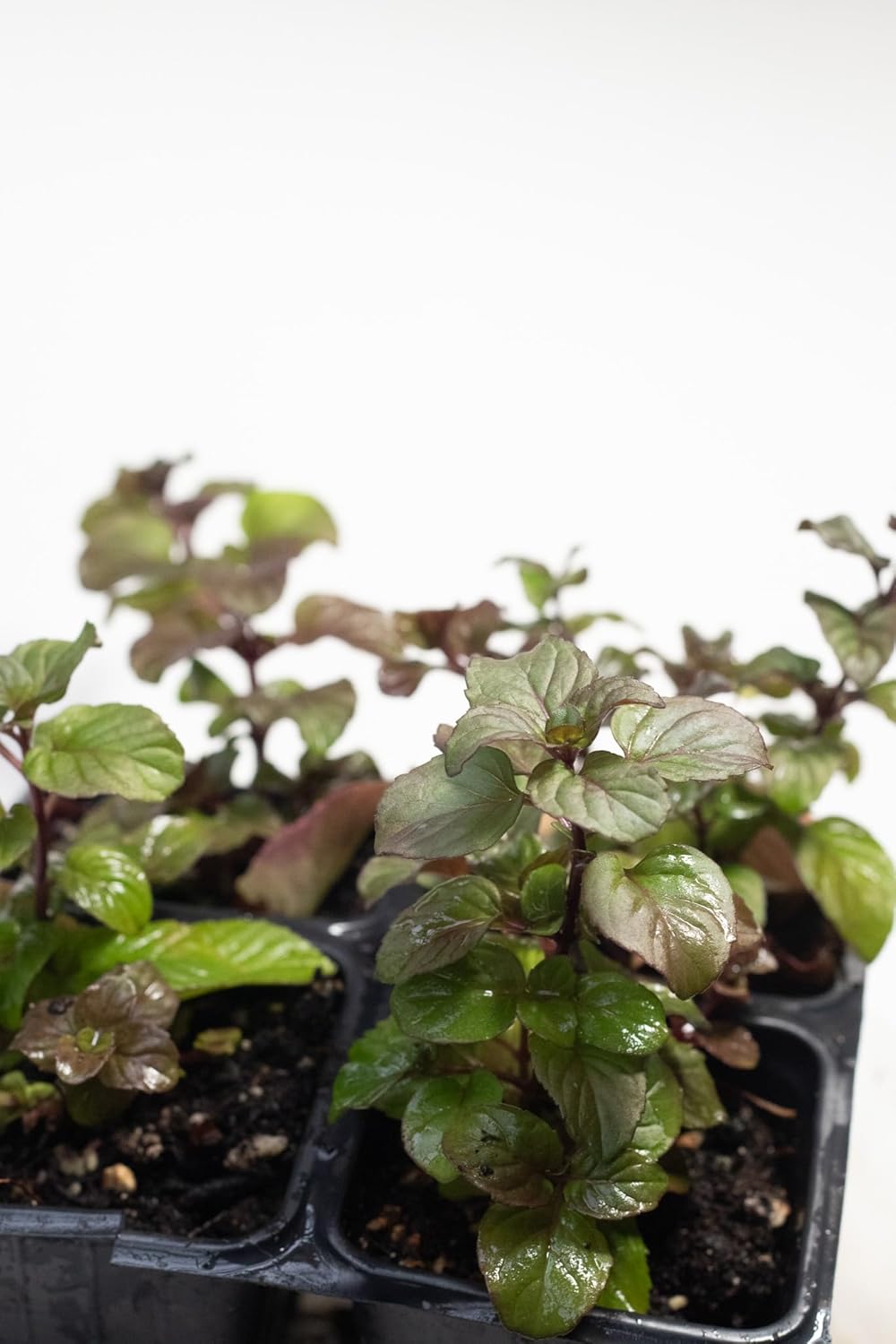 Smoke Camp Crafts Organic Orange Mint Live Plant for Outside, Clean Mint Plant, Aromatic Orange Scented Herb in 2.5 Pot