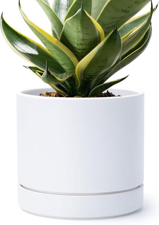 Phoenix Vine 8 Inch Planter Pot with Drainage Hole & Saucer, Deep Water Catch Tray, Straight Cylindrical Round Pot for Plants, Matte White, Pack of 1, 23-B-T-1