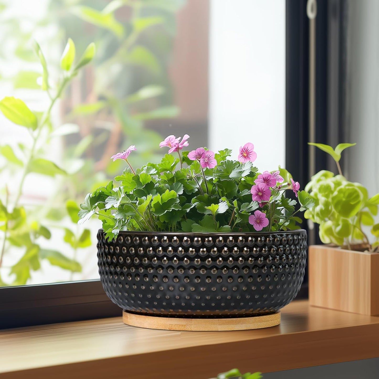 Bonsai Tree Pot - 8 Inch Ceramic Succulent Planters with Drainage and Plant Tray, Boho Round Shallow Bowl for Indoor Plants, Office Decor, Housewarming Gift, Black