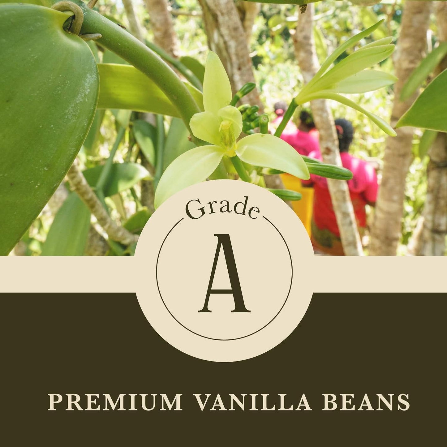 8 oz (1/2 lb) Organic Madagascar Whole Vanilla Beans, Grade A Vanilla Pods, Premium Vanilla Beans for Making Extract & Baking - Cook’s