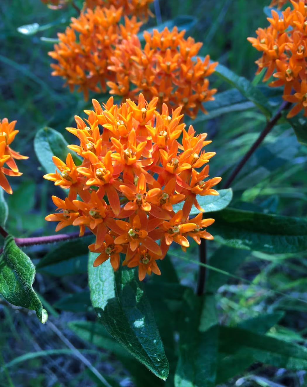 32 Live Butterfly Milkweed Plants (Asclepias tuberosa) Perennial Wildflowers from My Home Park – Individually Potted in 4” Pots – 4–8” Tall on Arrival – Not Seeds – Blooms in Mid-Summer – Zones 4-8