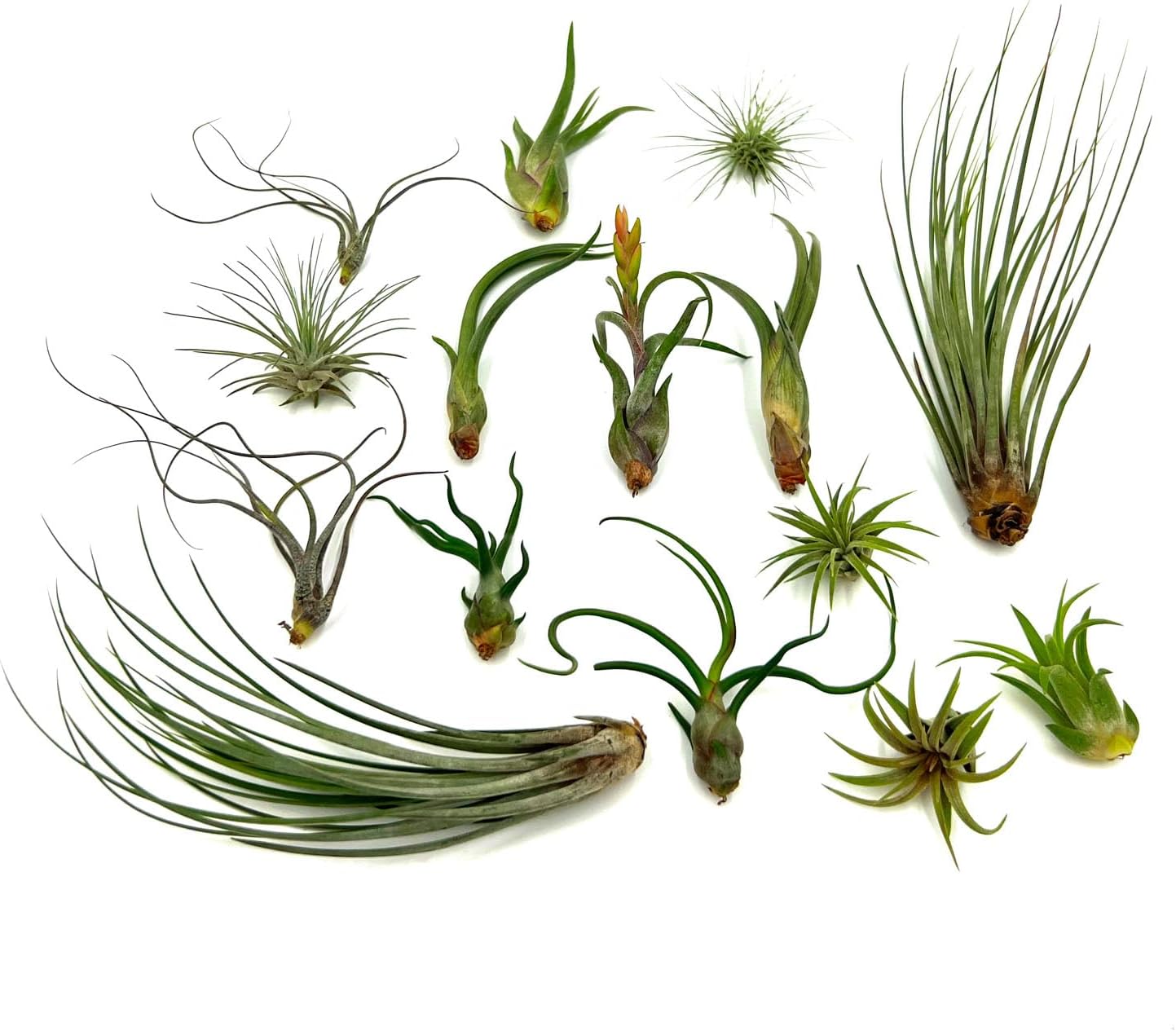 Live Air Plants - Tillandsia Variety, Regular 1-3" - 15ct - Live Arrival Guaranteed, House Plants for Home Decor & Gift