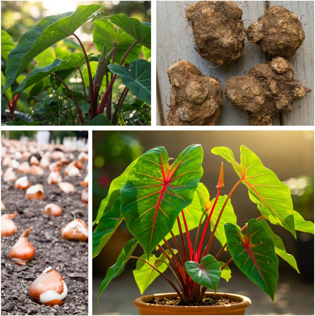 Hawaiian Punch Caladium Bulbs for Planting -Rare Coloring - Perennial Hosta, Elephant Ears, Fancy (5 Elephant Ear Bulbs)