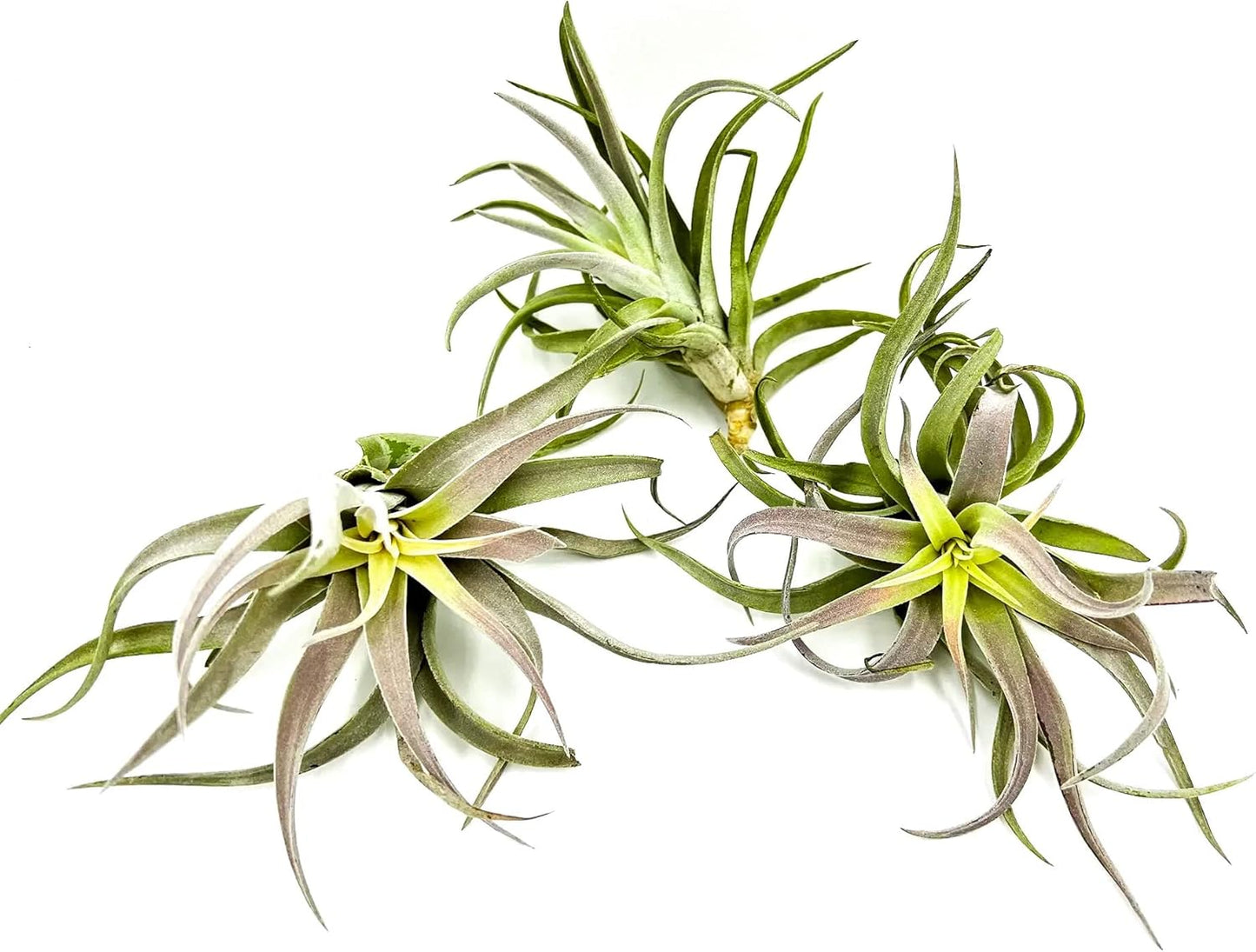 Air Plants - Tillandsia Cacticola, Jumbo 6-9" - 3ct - Live Arrival Guaranteed - House Plants for Home Decor & Gift