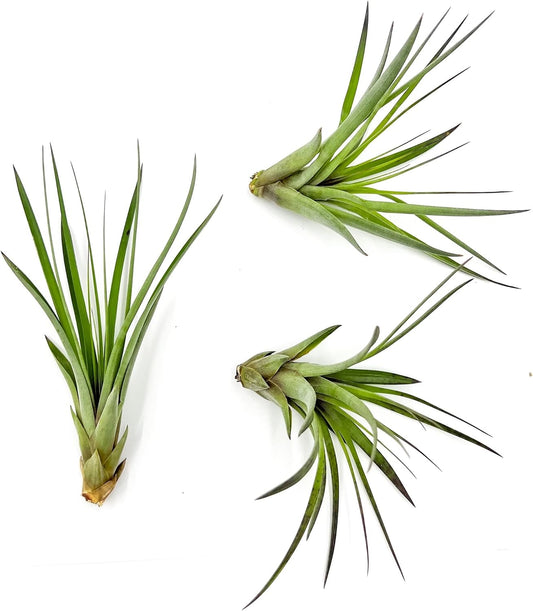 Air Plants - Tillandsia Fasciculata Tricolor, Large 4-6" - 3ct - Live Arrival Guaranteed - House Plants for Home Decor & Gift