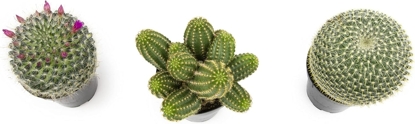 Altman Plants, Assorted Cactus Plants Live Plants (3PK), Cactus Plant Live Succulents Plants Live Cactus Decor, Indoor Plants Live House Plants in Cactus Soil, Live Cacti Plants Live Succulent Plants