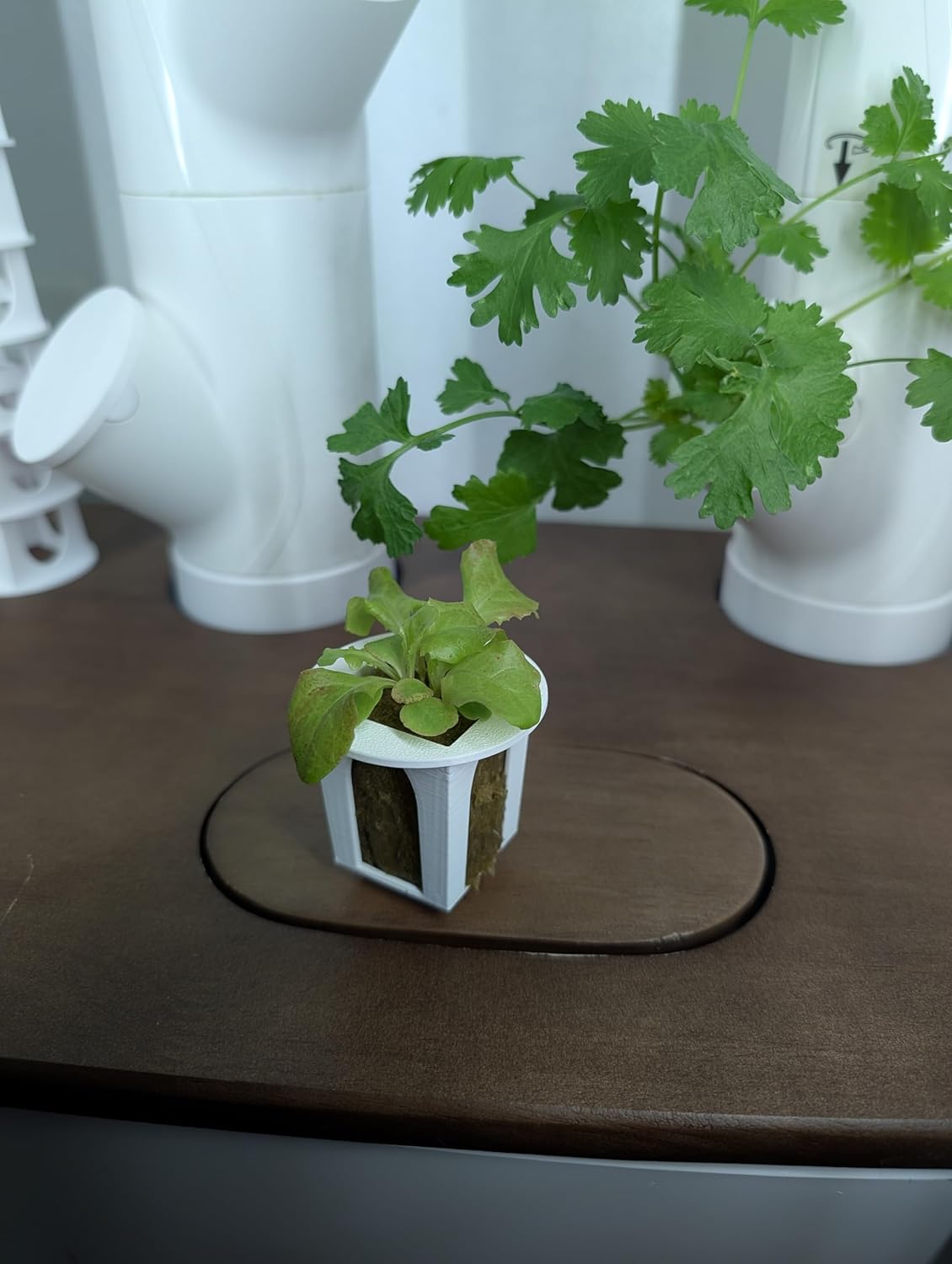 Grow Cubes for Hydroponic System/Compatible with Gardyn (20 Grow Cubes)