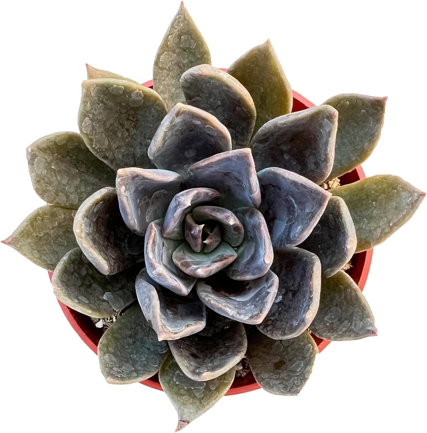 Live Succulent Plants Echeveria 'Blue Prince', Easy Care Potted Succulents, Approx 4" D x 5" H, Indoor Houseplant, Unique Gifts, Home Office Décor