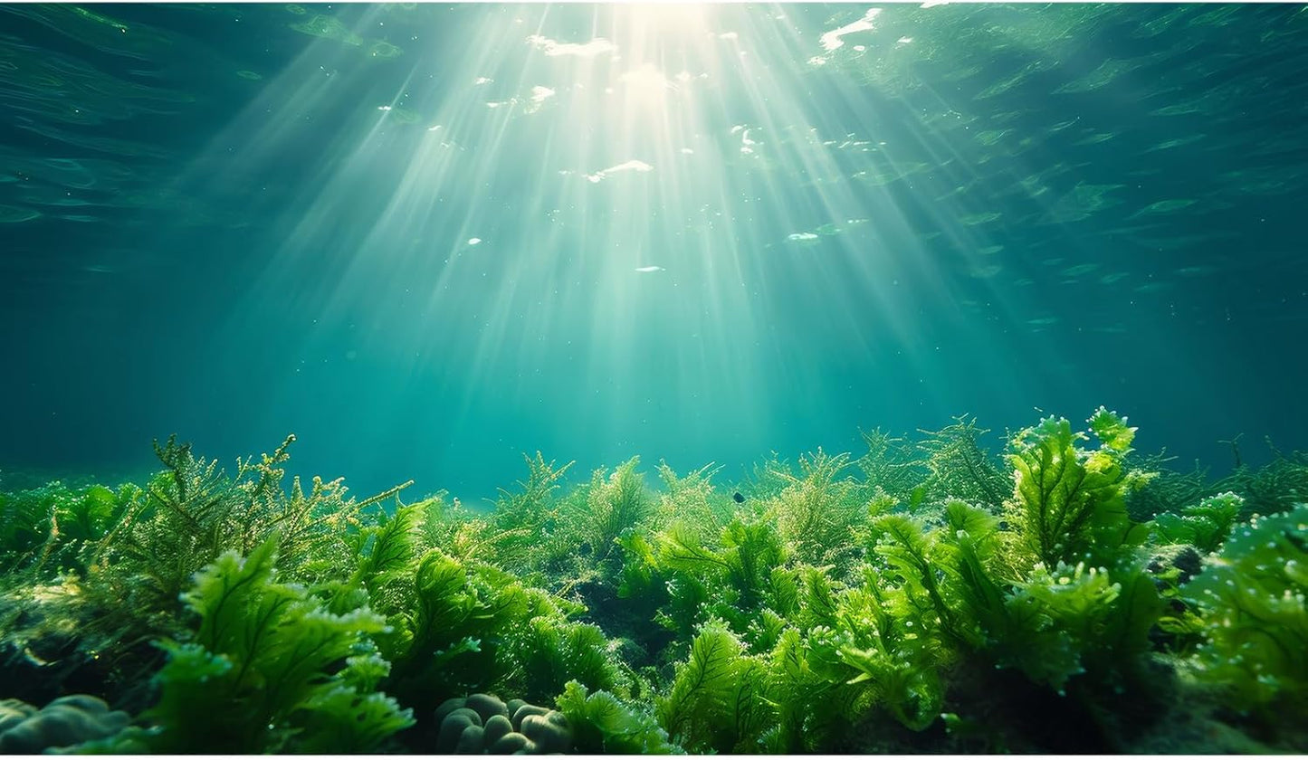 Deep Ocean Fish Tank Background Under The Sea Aquatic Plants Aquarium Background Underwater Corals Sunray Terrarium Backgrounds Tropical Fish Ocean World Aquarium Backgrounds Decorations 48x24in