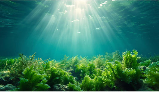 Deep Ocean Fish Tank Background Under The Sea Aquatic Plants Aquarium Background Underwater Corals Sunray Terrarium Backgrounds Tropical Fish Ocean World Aquarium Backgrounds Decorations 72x16in