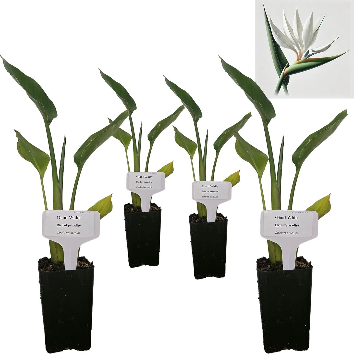 Bird of Paradise - White - Strelitzia Nicholai. (4 White BoP in Cup)