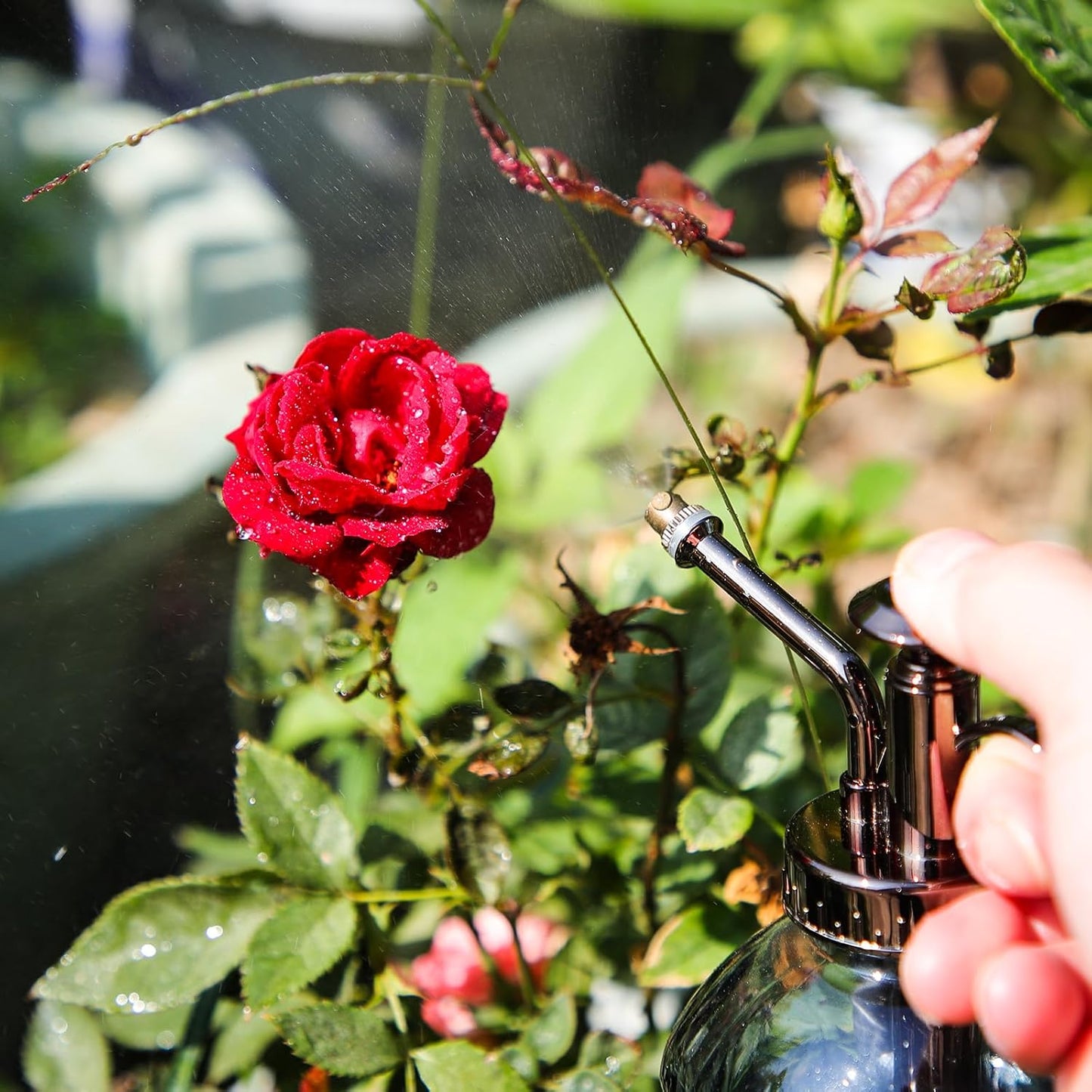 OFFIDIX Glass Plant Spray Bottle Plants Mister for Inside Small Watering Can for Indoor House Vintage Plant Spritzer Succulent Watering Sprayer Bottle