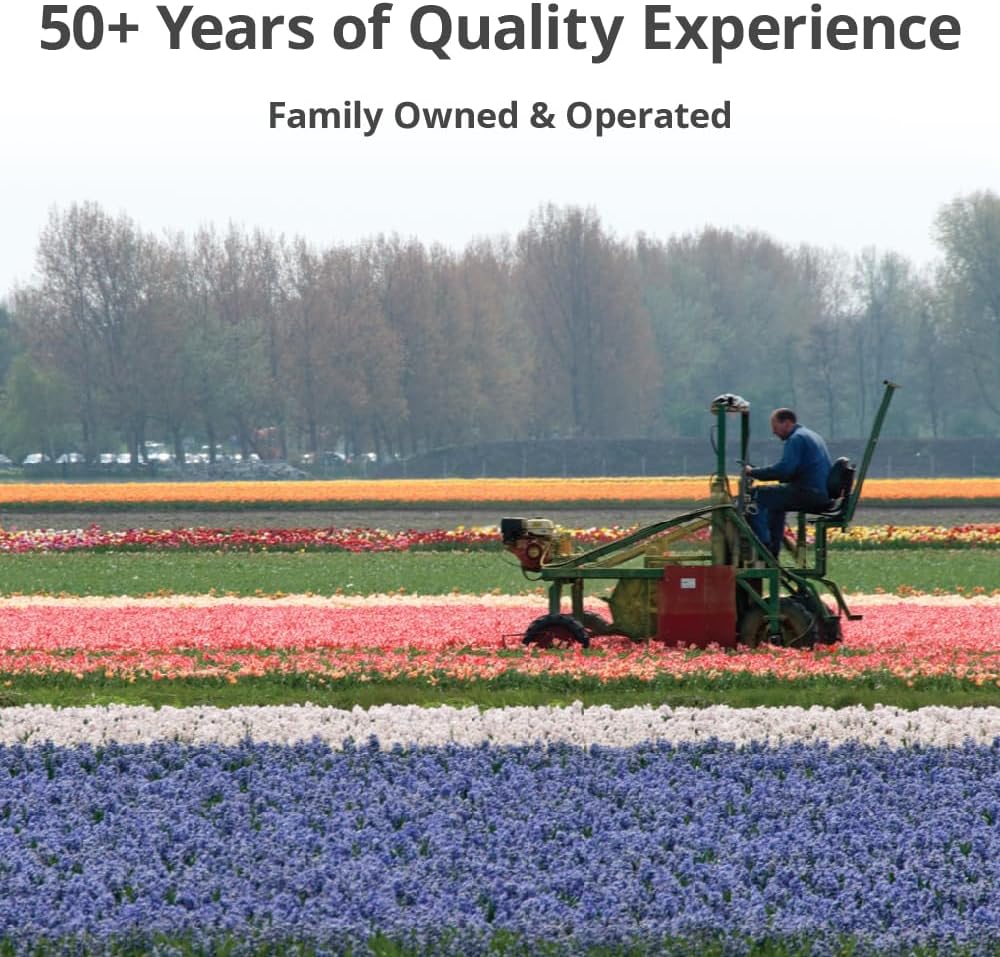 50 Triumph Tulip Bulbs for Planting - Assorted Color Value Pack - Plant in Gardens, Borders & Flowerbeds - Bulb Size 11/12 cm - Easy to Grow Fall Flowers Bulbs by Willard & May