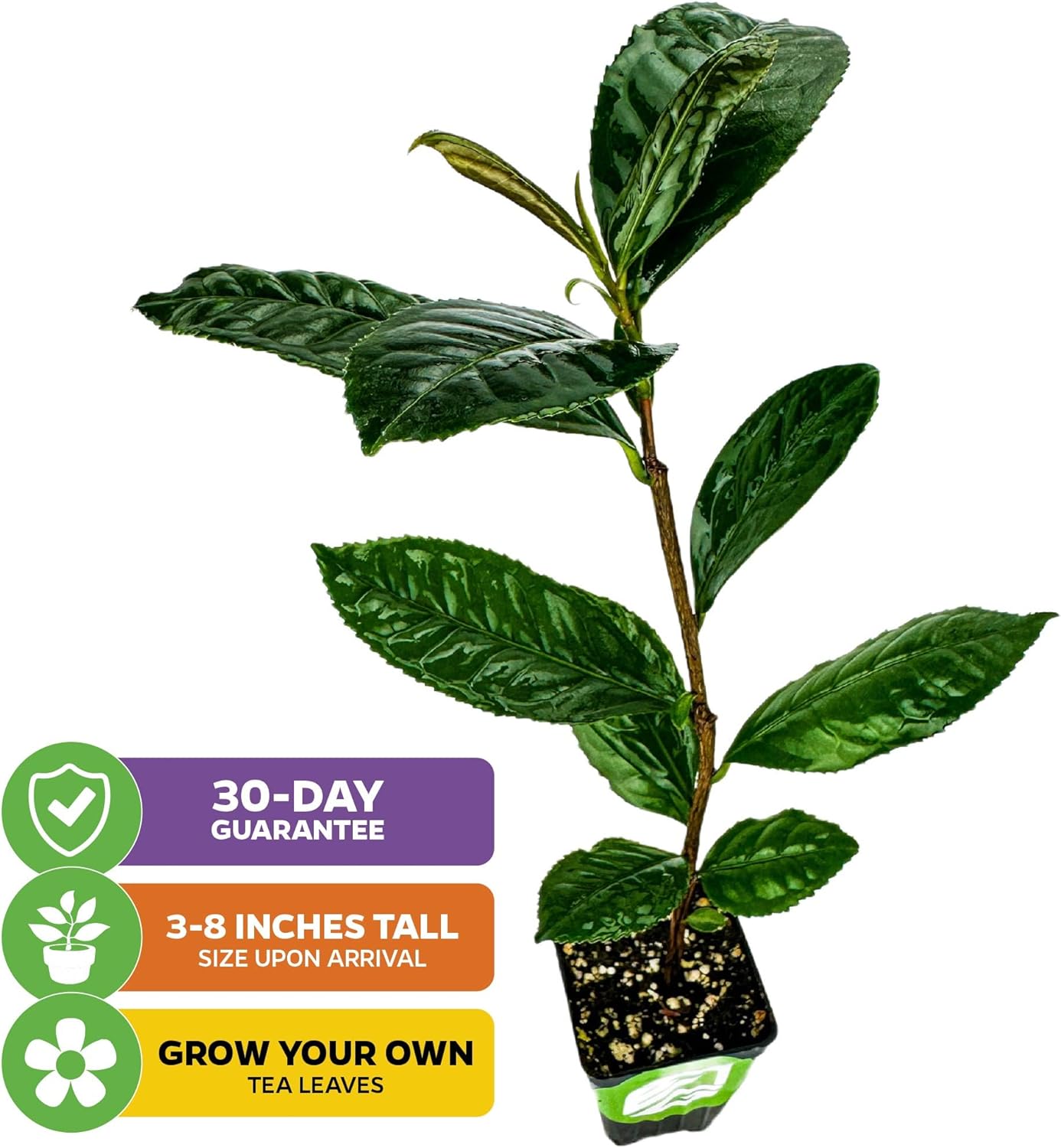Tea Plant (Green Tea) Live Plant (2-Pack) - Camellia sinensis by Wellspring Gardens Starter Plant for Your Indoor or Outdoor Garden