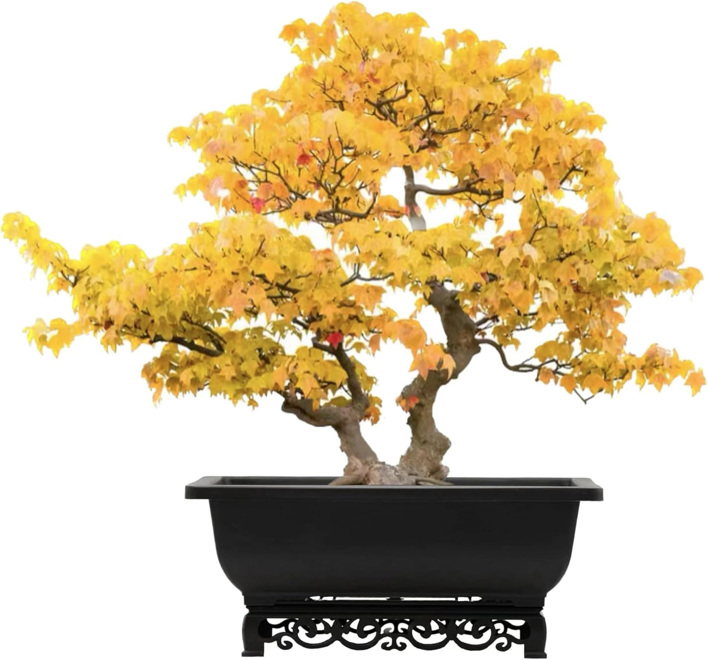 Bonsai Pot – 2-Pack 14 Inch Large Bonsai Training Pot with Eelegant Stand – Rectangular Bonsai Pots with Mesh Drainage – Luxurious Bonsai Tree Pots Indoor Made with Recycled Plastic