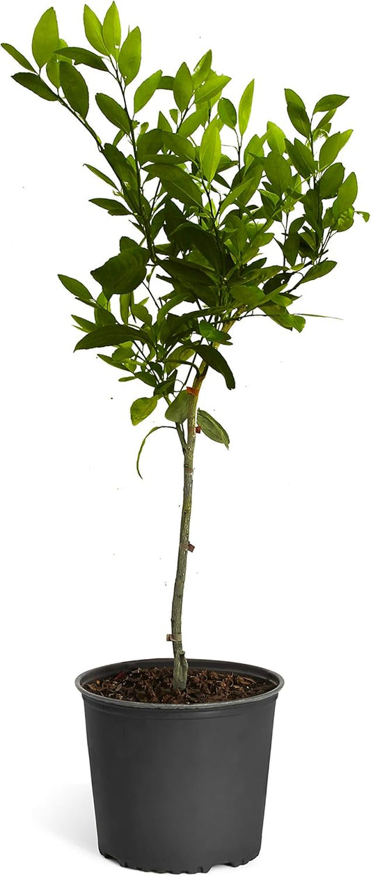 Brighter Blooms - Owari Satsuma Mandarin Tree, 2-3 ft, No Shipping to AL, AZ, CA, FL, GA, LA, OR, TX