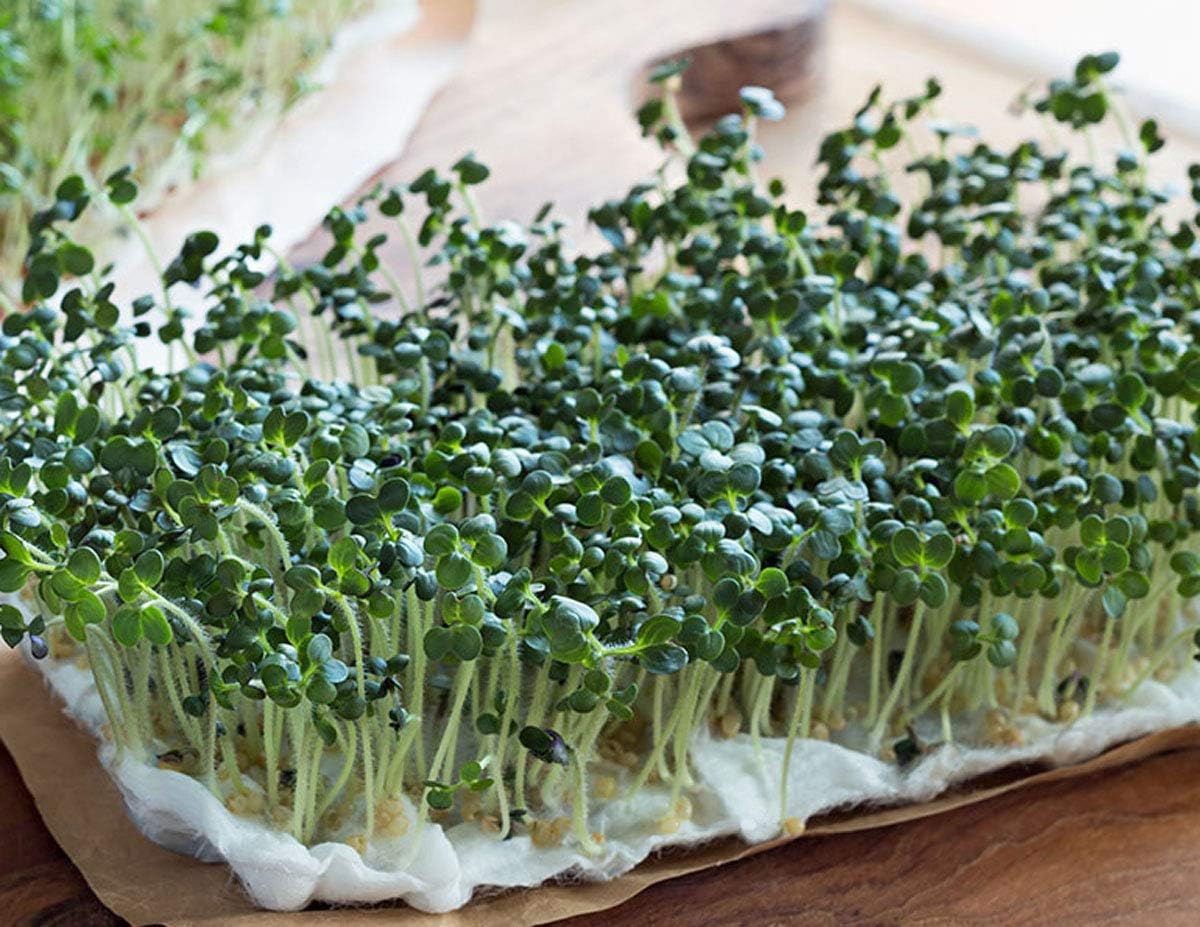 Broccoli Seeds for Sprouting Sprouts Microgreens (8 oz of Pure Seed. Country Creek LLC. Brand.