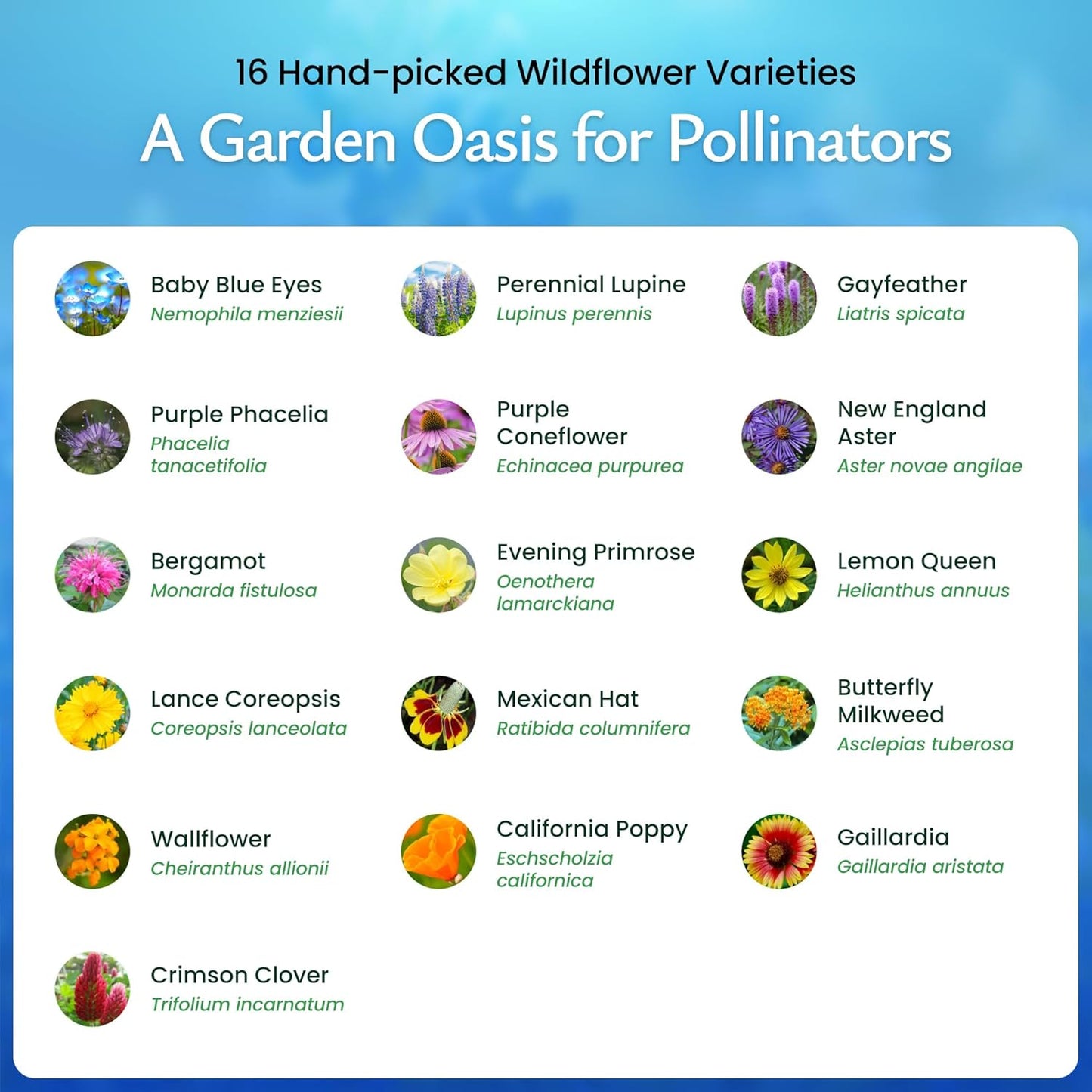 Created By Nature Bee & Butterfly Wildflower Seed Mix, 16 Varieties, 30,000 Seeds