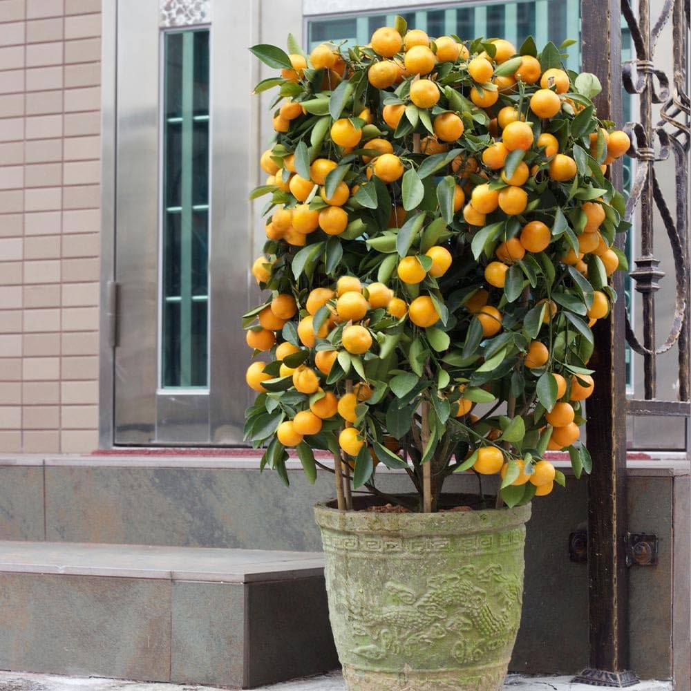 Brighter Blooms - Nules Clementine Tree, 1-2 Feet - Live Fruit Plant - No Shipping to AL, AZ, CA, FL, GA, LA, OR, TX, MS